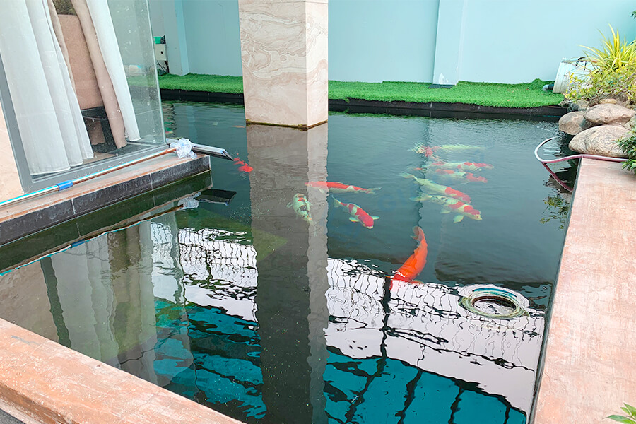 Lưu ý khi làm chống thấm hồ cá Koi